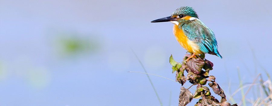 Bird watching in Nepal