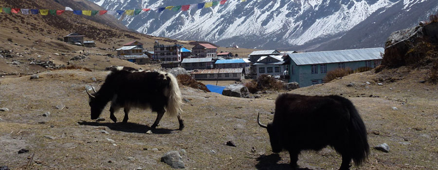 Helambu Valley Trek