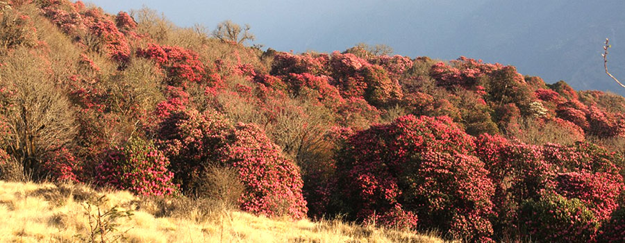 Siklish Trek